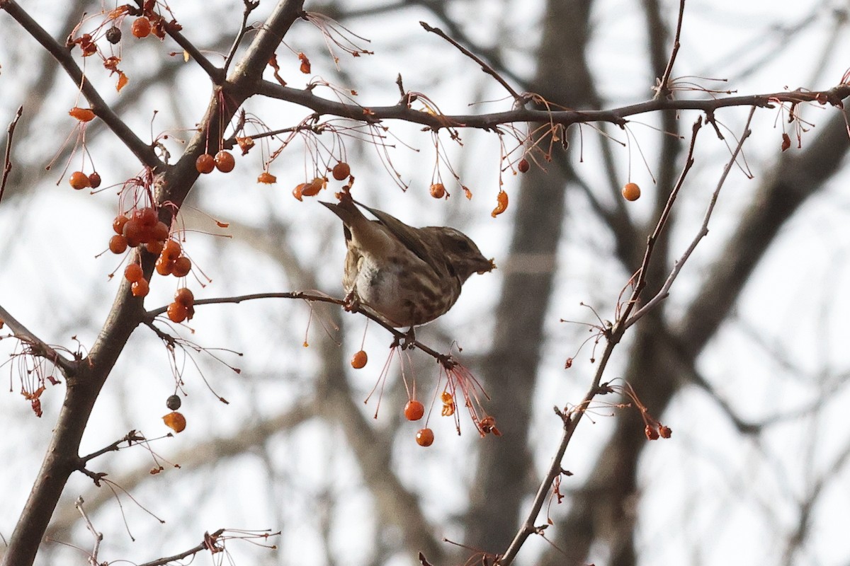 Camachuelo Purpúreo - ML646492171