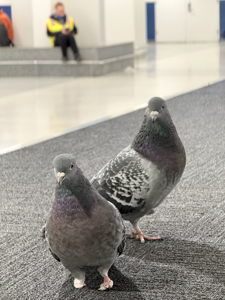 Rock Pigeon (Feral Pigeon) - ML646492175