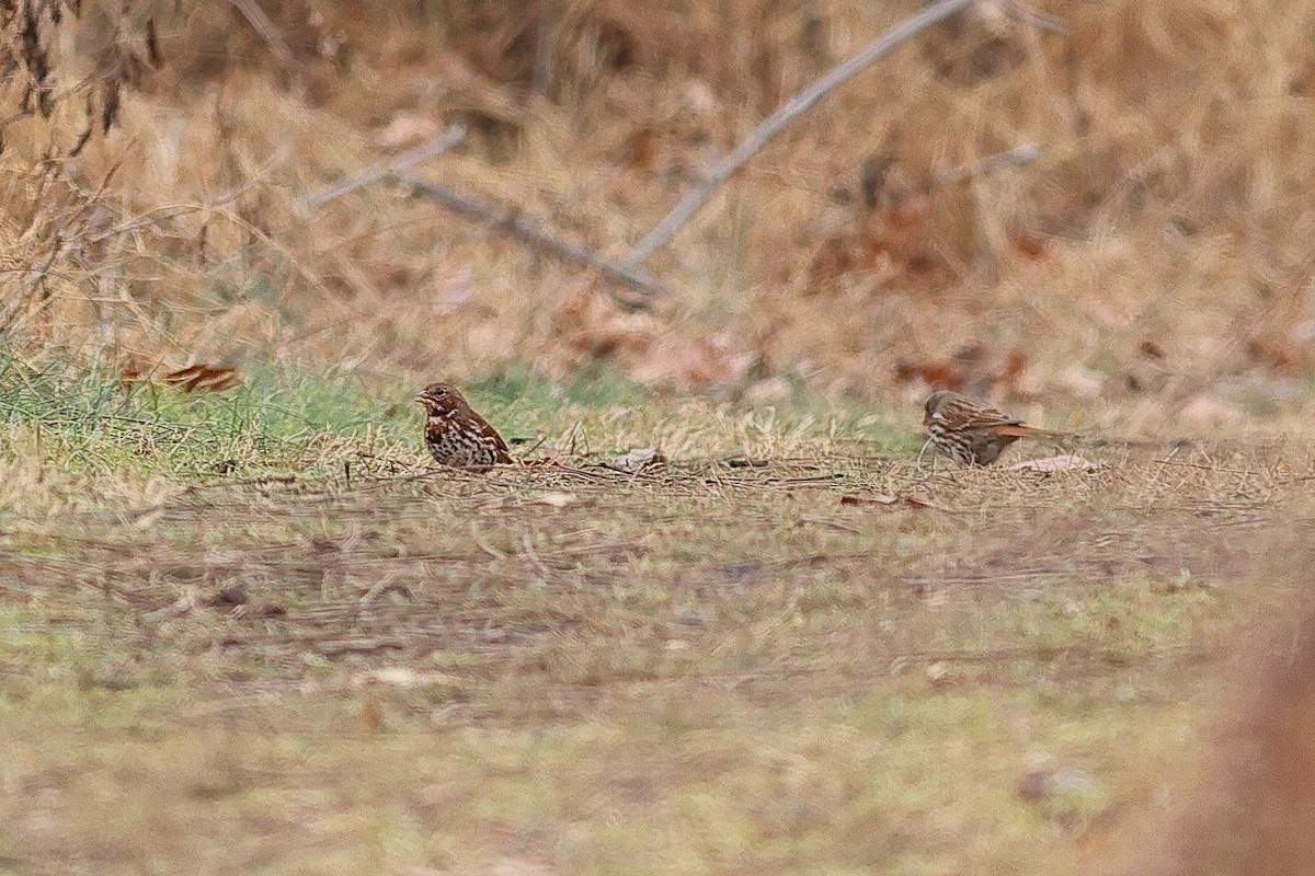Fox Sparrow - ML646492177