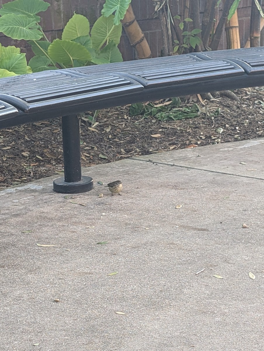 Пальмовая древесница (palmarum) - ML646492178