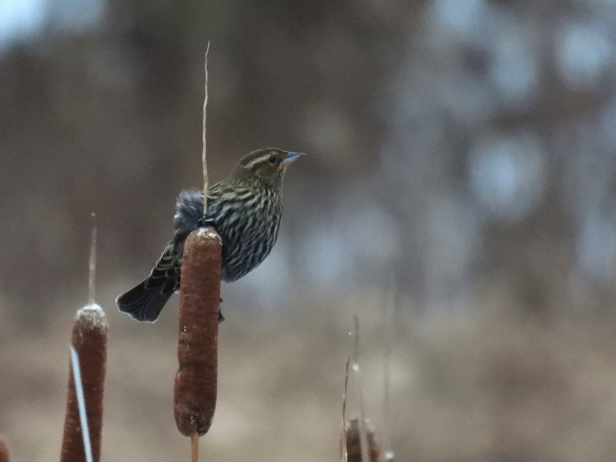 Sargento Alirrojo - ML646492179