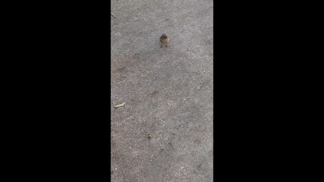 Пальмовая древесница (palmarum) - ML646492181