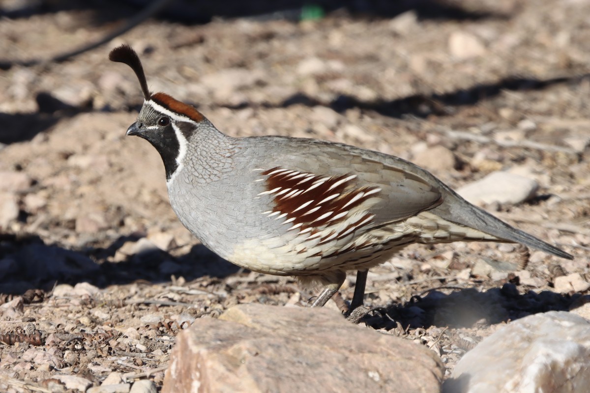 Gambel's Quail - ML646492184