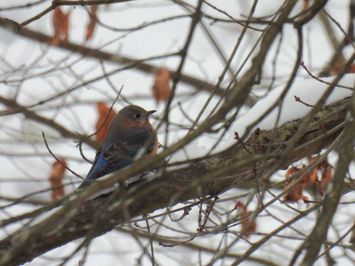 Azulejo Oriental - ML646492186