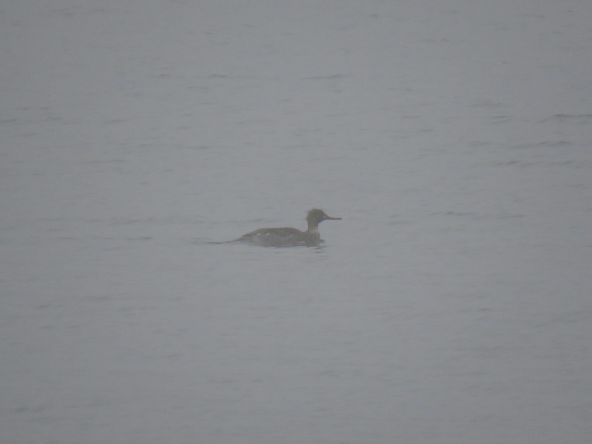 Сэвгэр бохио - ML646492188