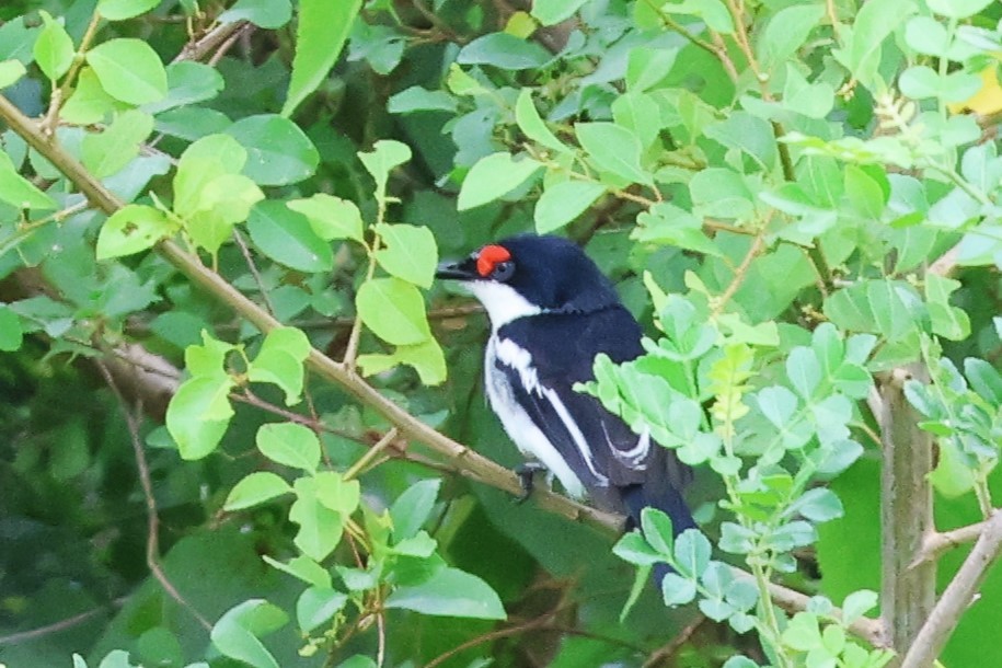 Brown-throated Wattle-eye - ML646492189