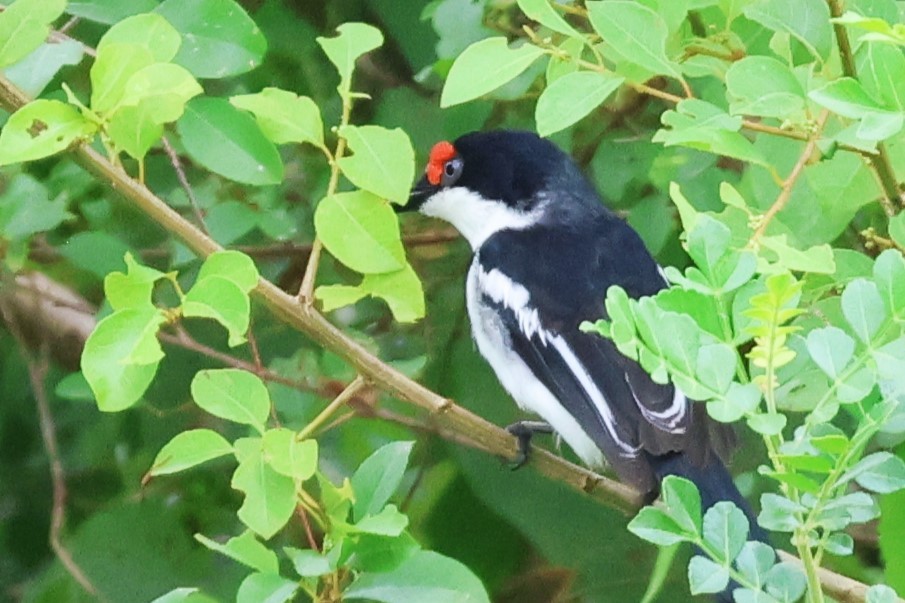 Brown-throated Wattle-eye - ML646492190