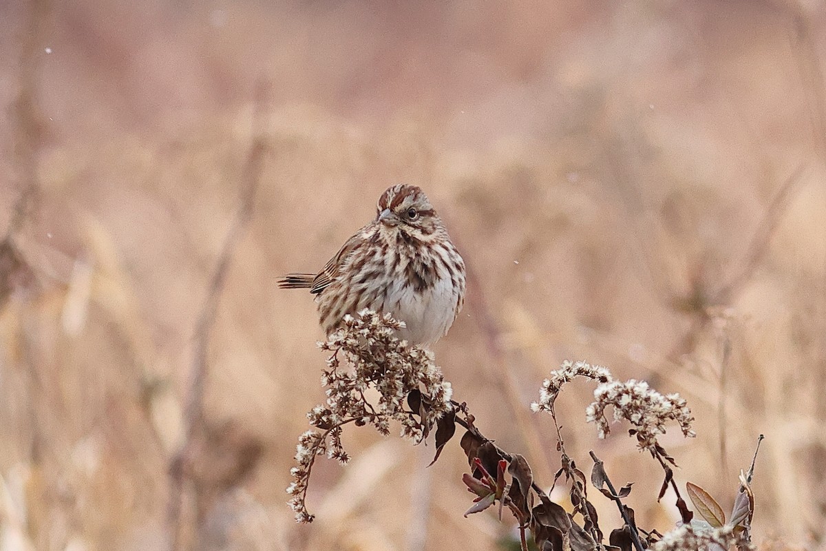 Song Sparrow - ML646492191