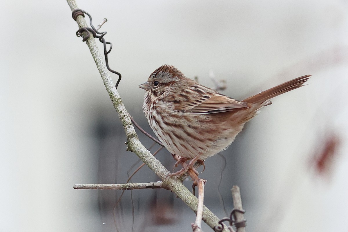 Song Sparrow - ML646492192