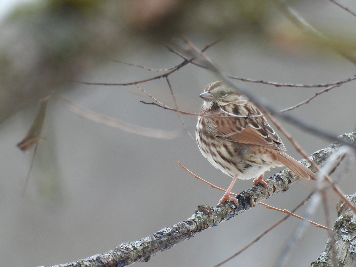 Chingolo Cantor - ML646492193