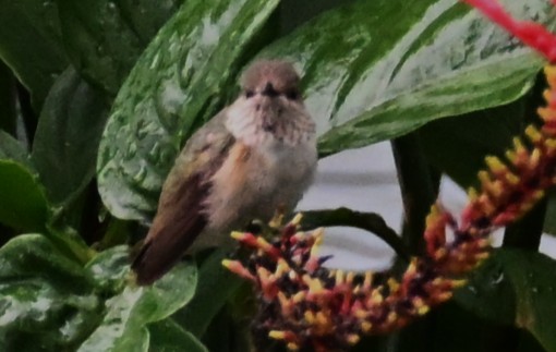 Calliope Hummingbird - ML646492195