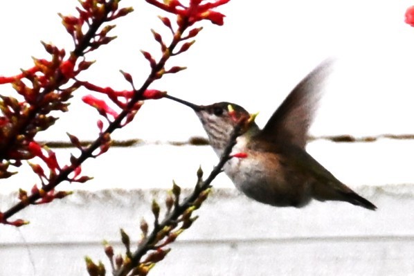 Calliope Hummingbird - ML646492196