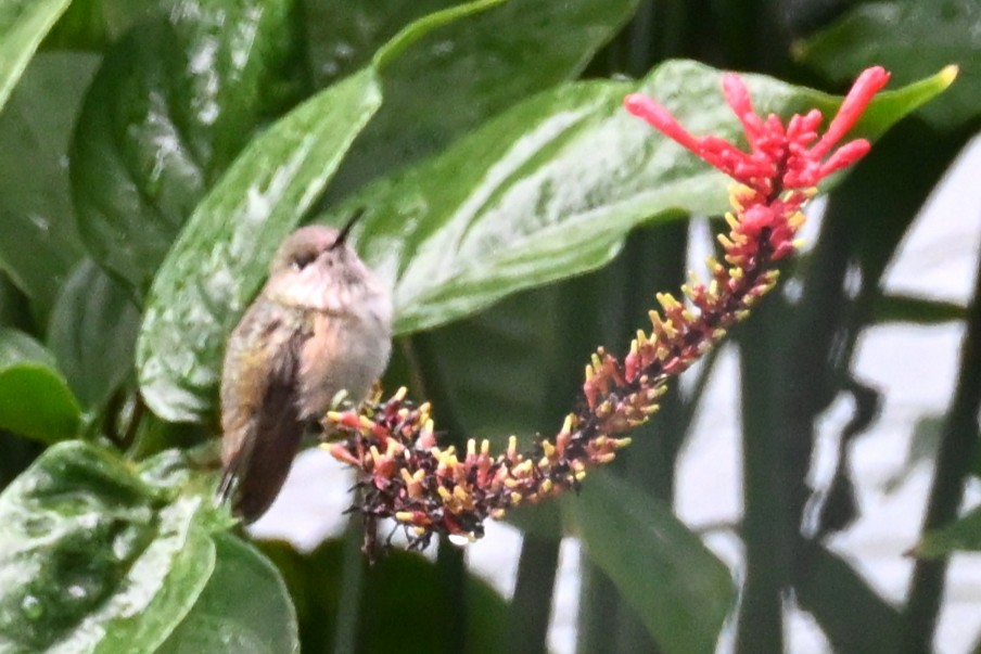 Calliope Hummingbird - ML646492197