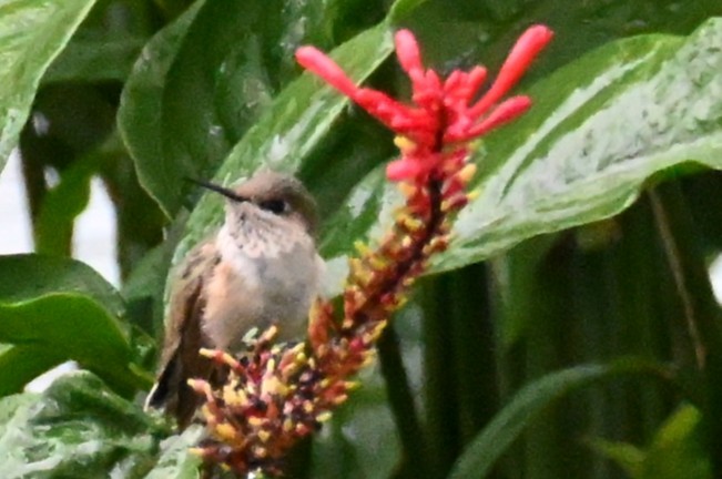 Calliope Hummingbird - ML646492198