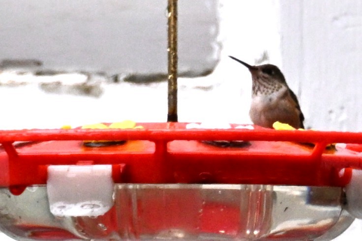 Calliope Hummingbird - ML646492199