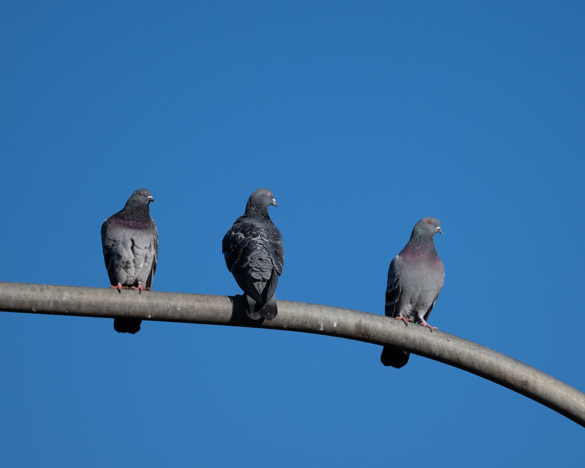 Rock Pigeon (Feral Pigeon) - ML646492200