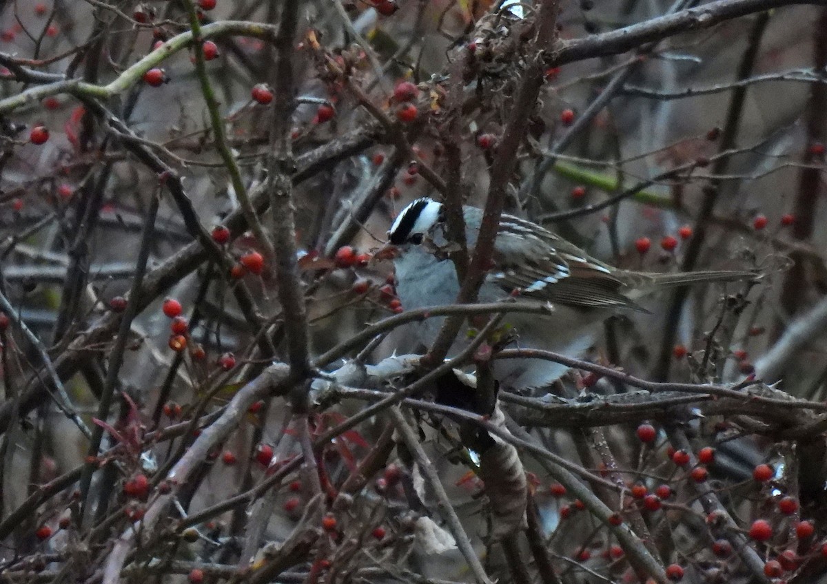 Chingolo Coroniblanco - ML646492208