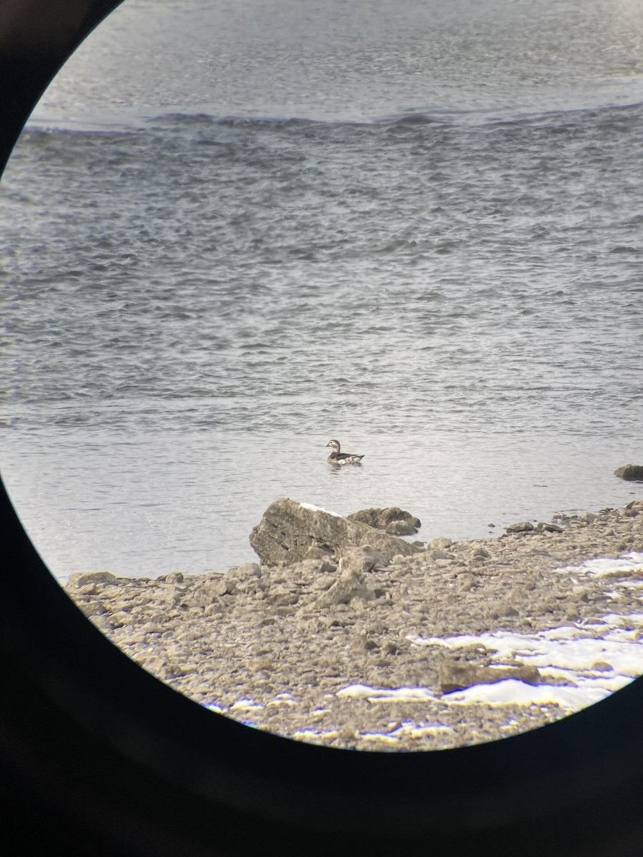 Long-tailed Duck - ML646492209