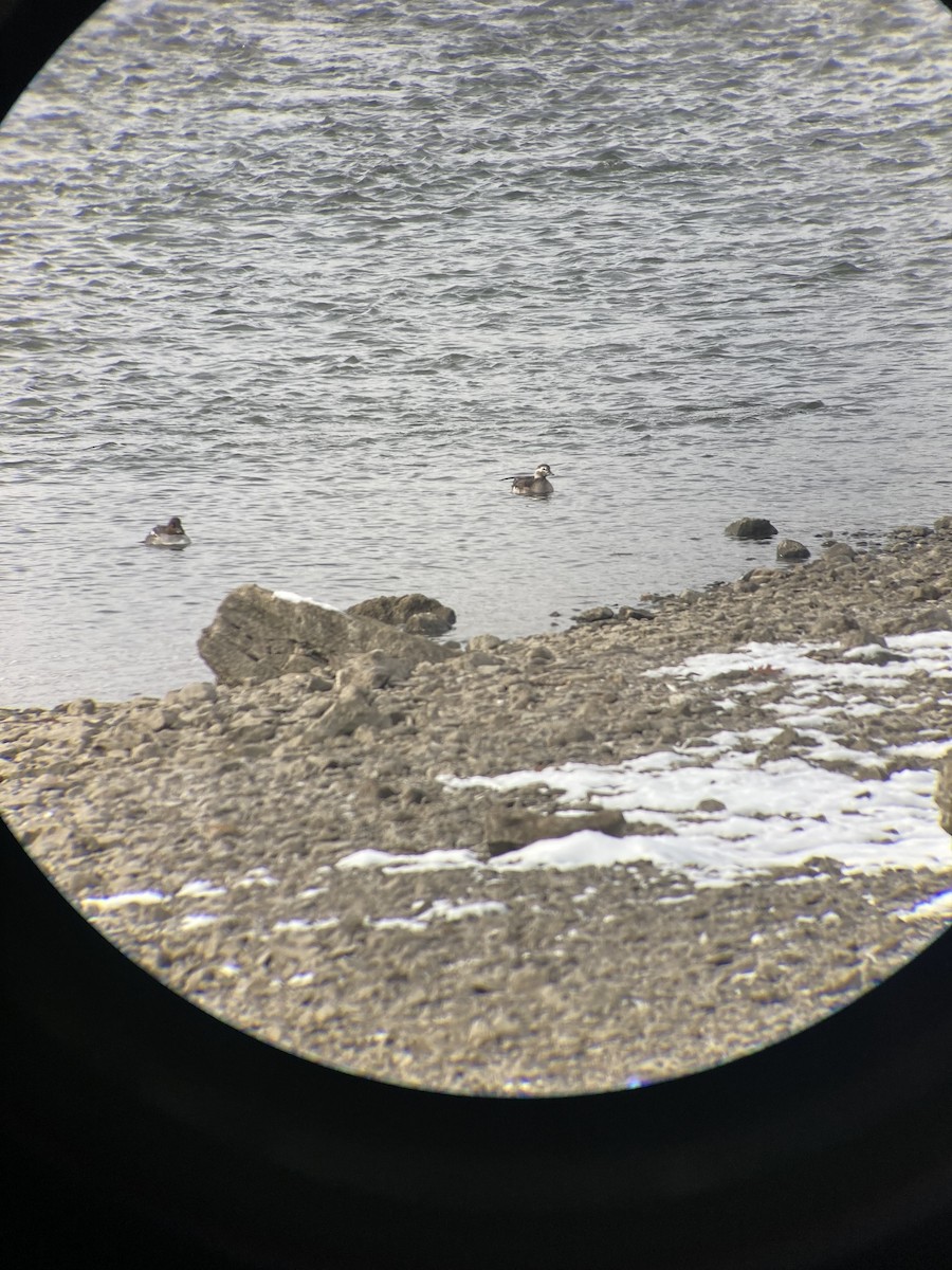 Long-tailed Duck - ML646492210