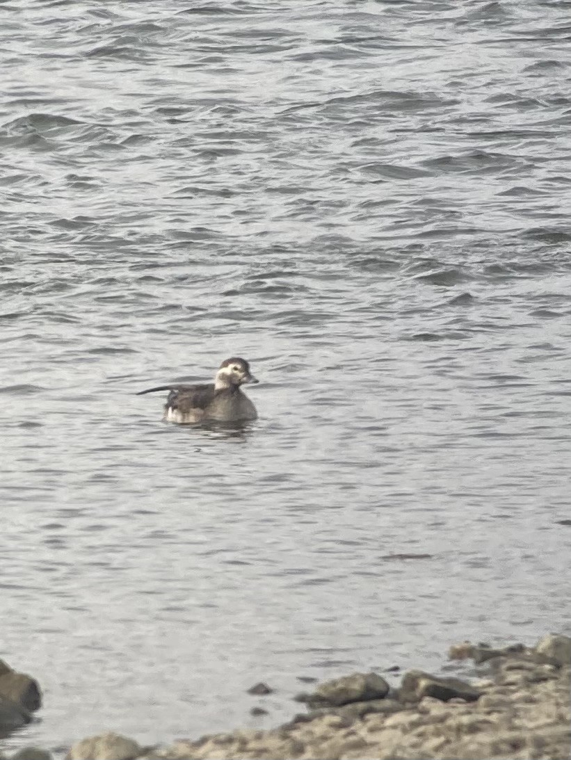 Long-tailed Duck - ML646492211
