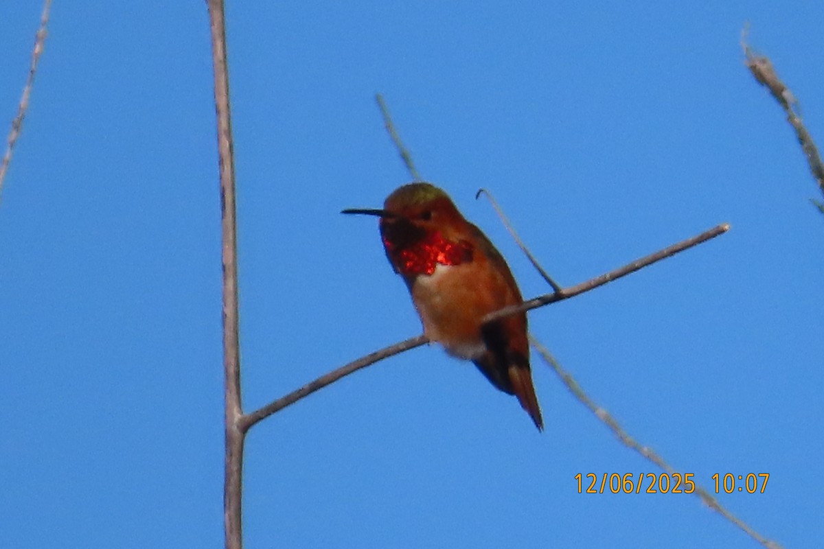 Allen's Hummingbird - ML646492214