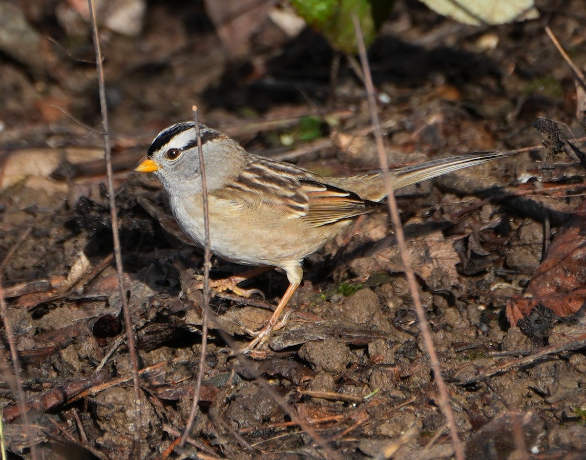 White-crowned Sparrow - ML646492218