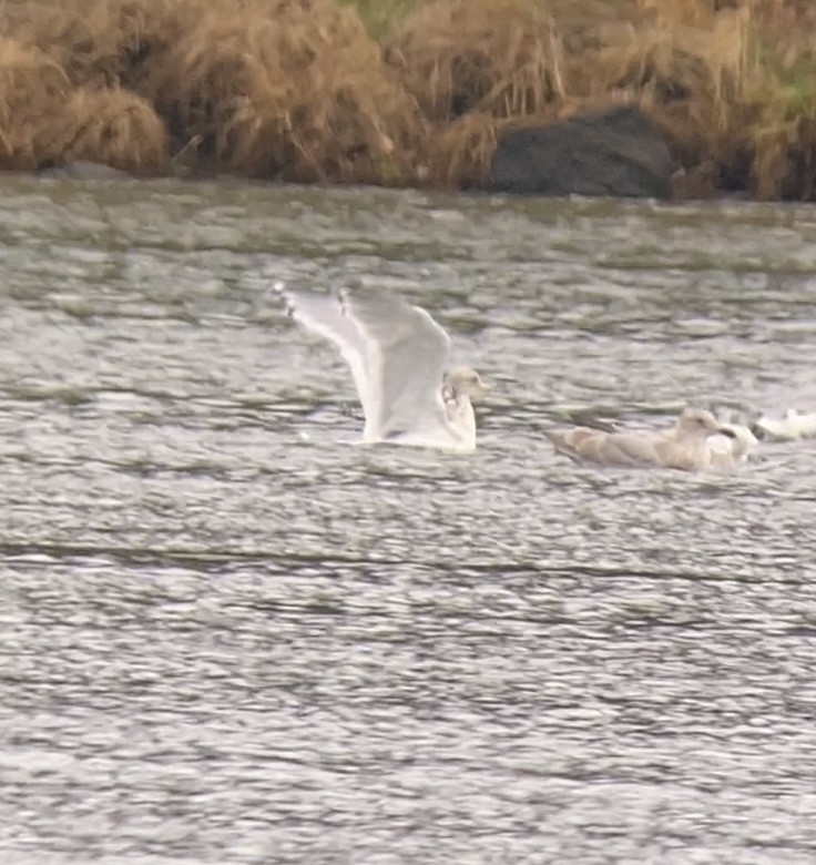 Goéland hudsonien - ML646492219