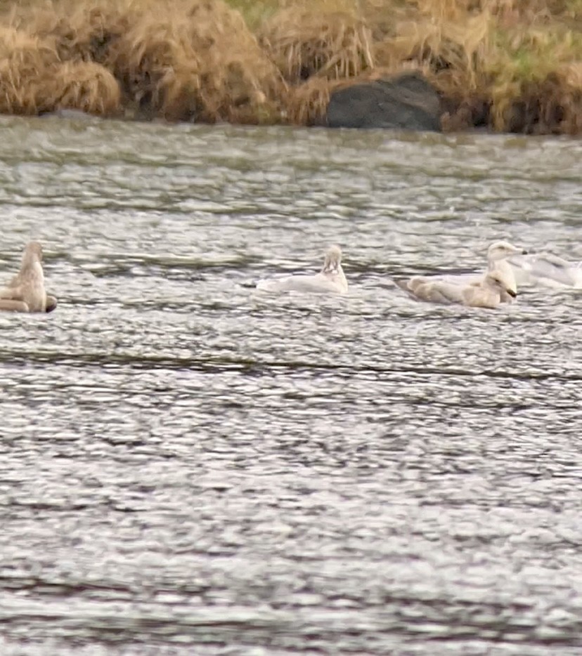 Goéland hudsonien - ML646492220