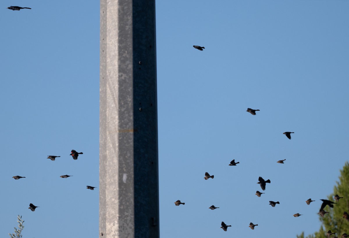 Red-winged Blackbird - ML646492221