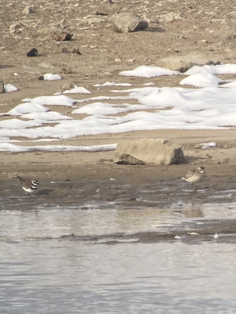 American Golden-Plover - ML646492222