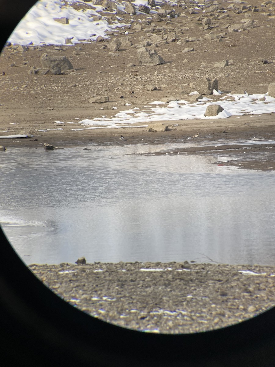 American Golden-Plover - ML646492223