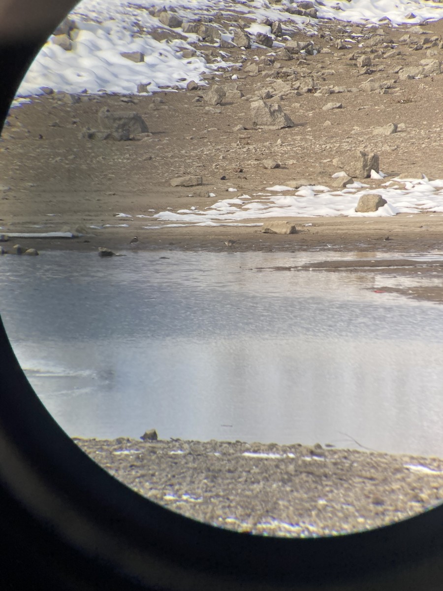 American Golden-Plover - ML646492224
