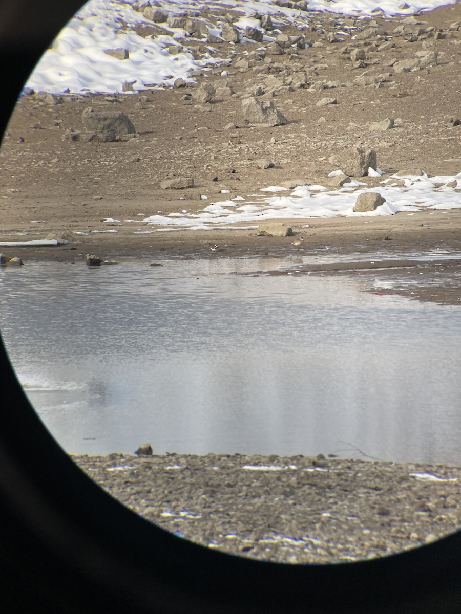 American Golden-Plover - ML646492226