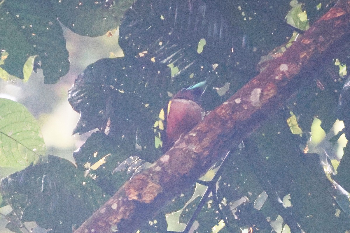 loboš páskovaný - ML646492230