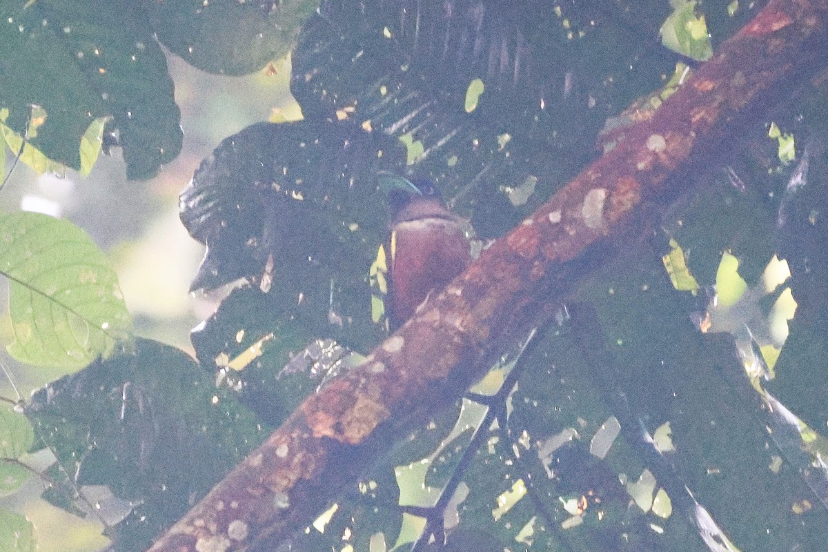 loboš páskovaný - ML646492231