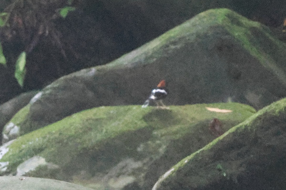 Chestnut-naped Forktail - ML646492232