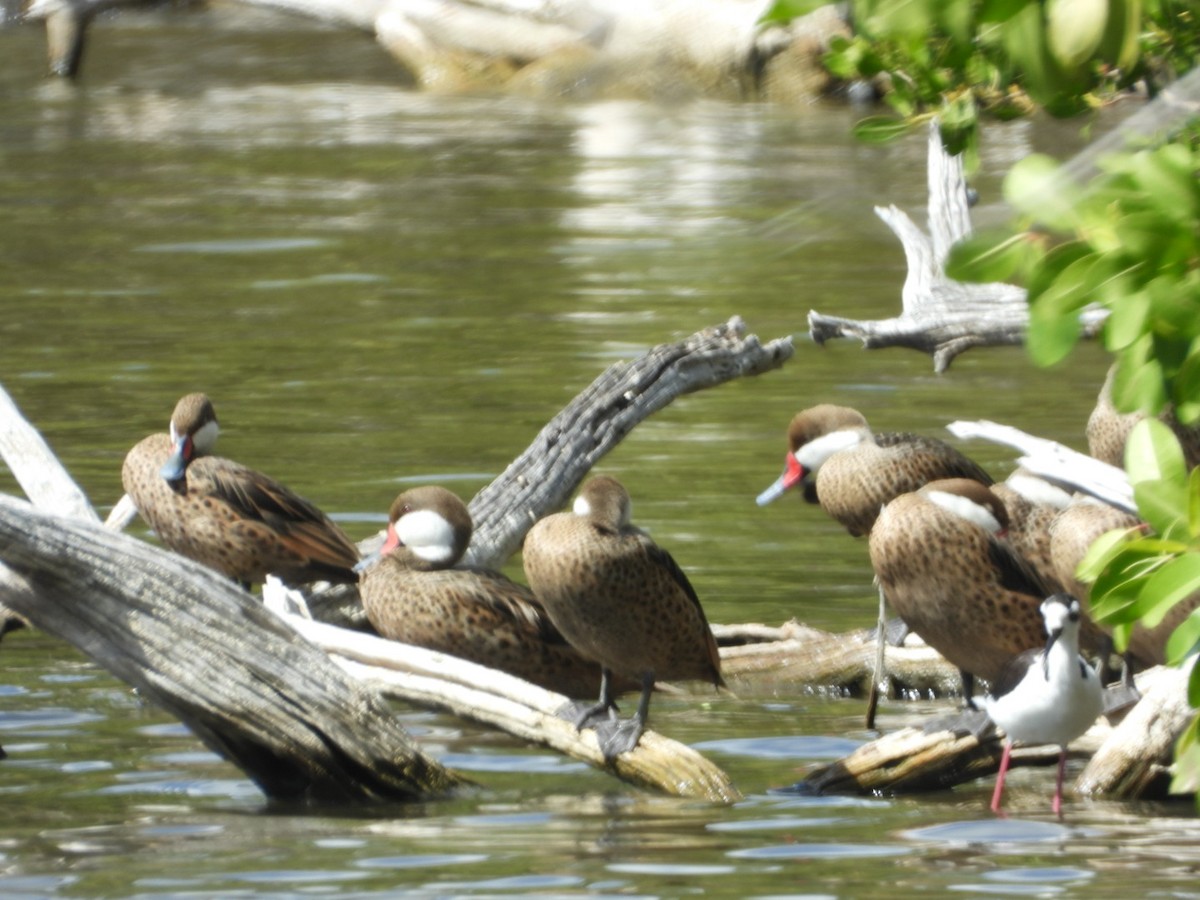 White-cheeked Pintail - ML646492235