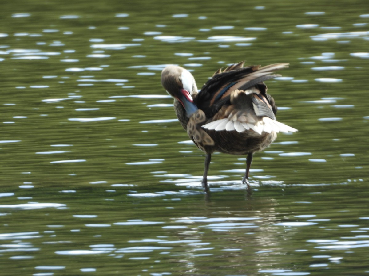 White-cheeked Pintail - ML646492236