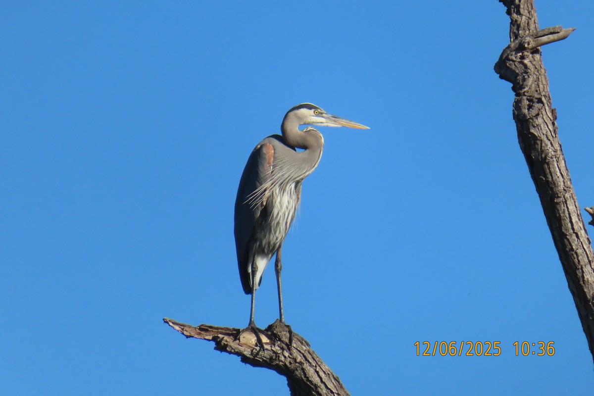 Great Blue Heron - ML646492238