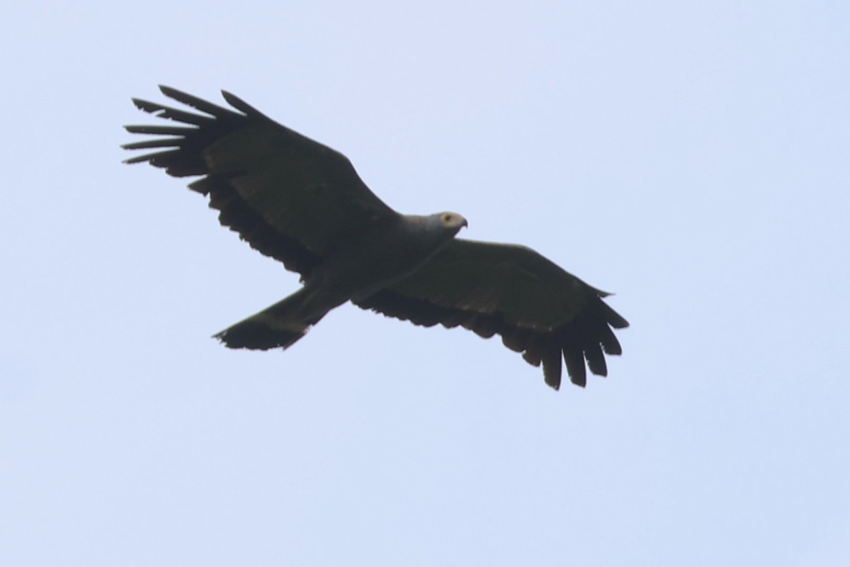 African Harrier-Hawk - ML646492245