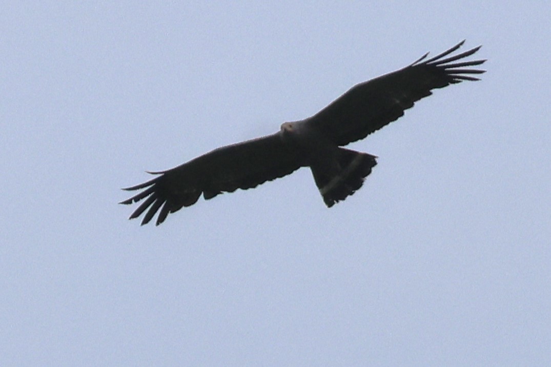 African Harrier-Hawk - ML646492246