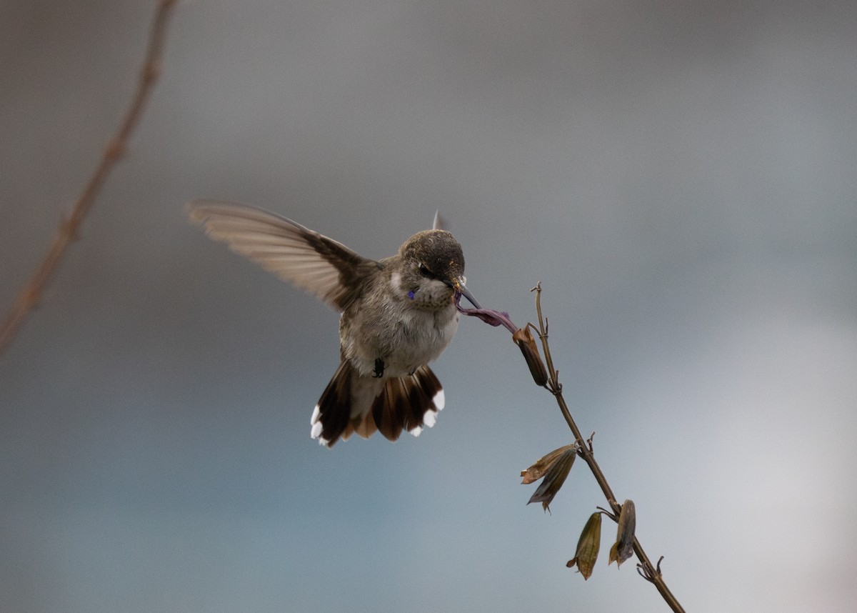 Black-chinned Hummingbird - ML646492247