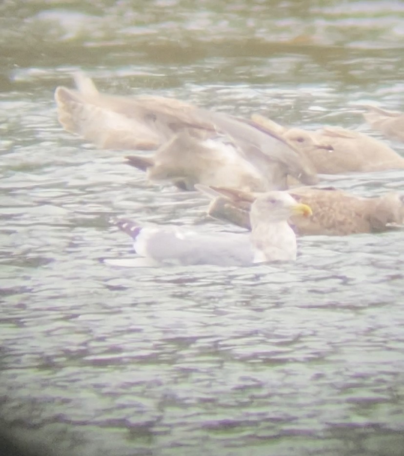 Hybride Goéland d'Audubon x G. à ailes grises - ML646492248