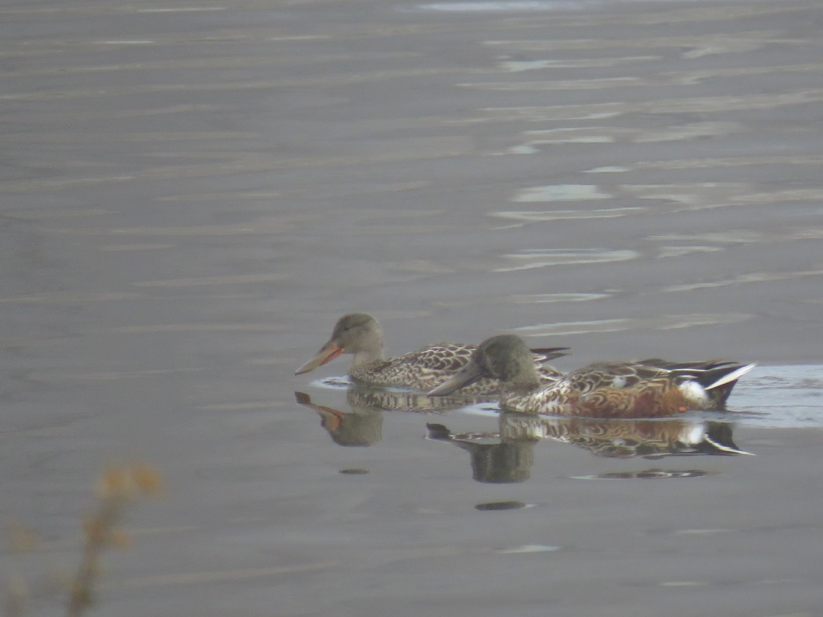 Халбага нугас - ML646492250