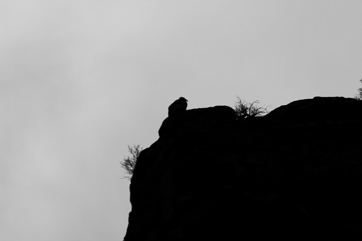 Kalifornienkondor - ML646492256