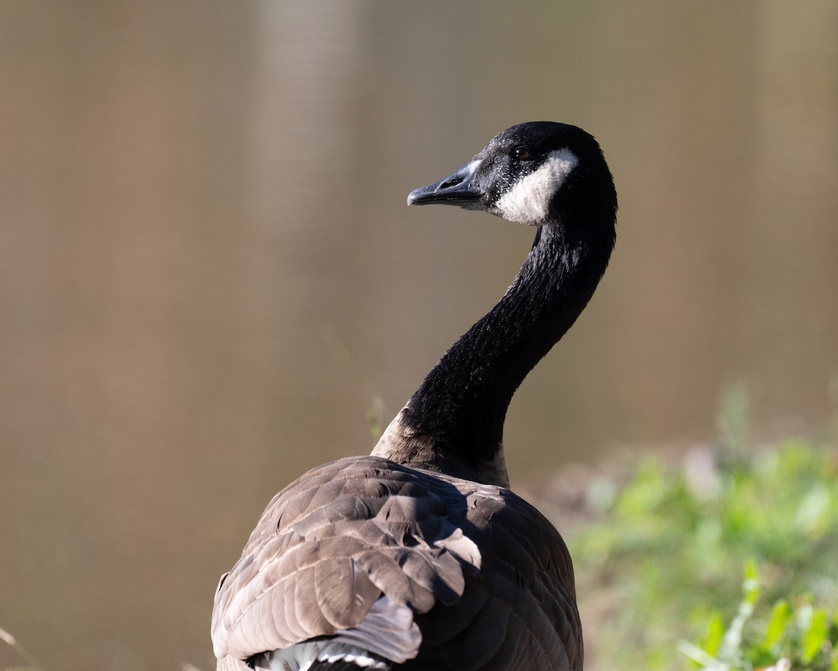 kanadagås - ML646492267