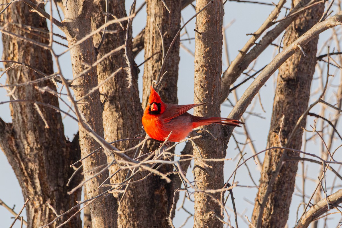 Cardinal rouge - ML646492269