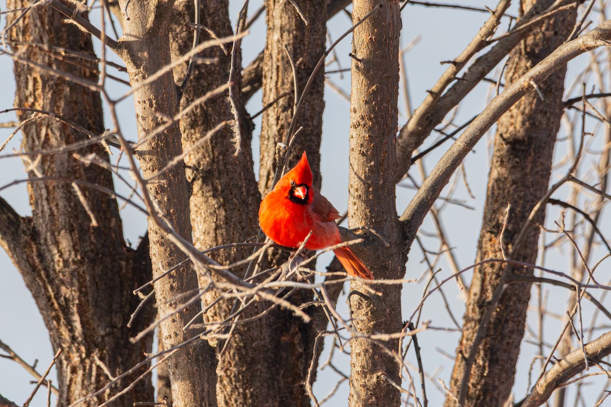 Cardinal rouge - ML646492270