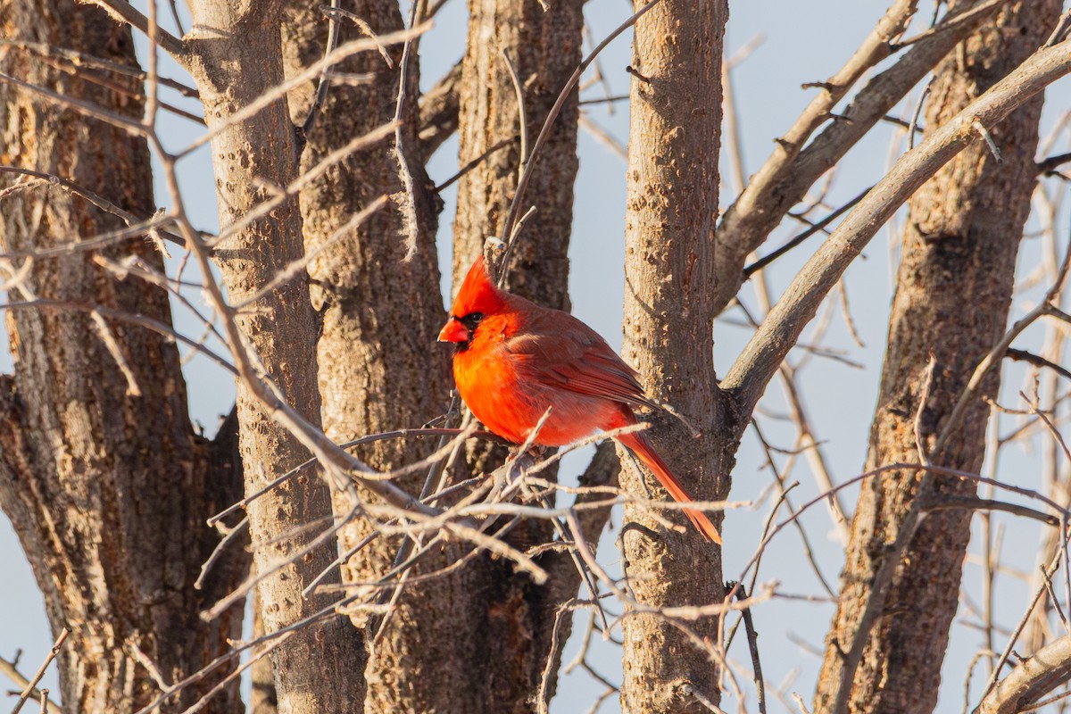 Cardinal rouge - ML646492271