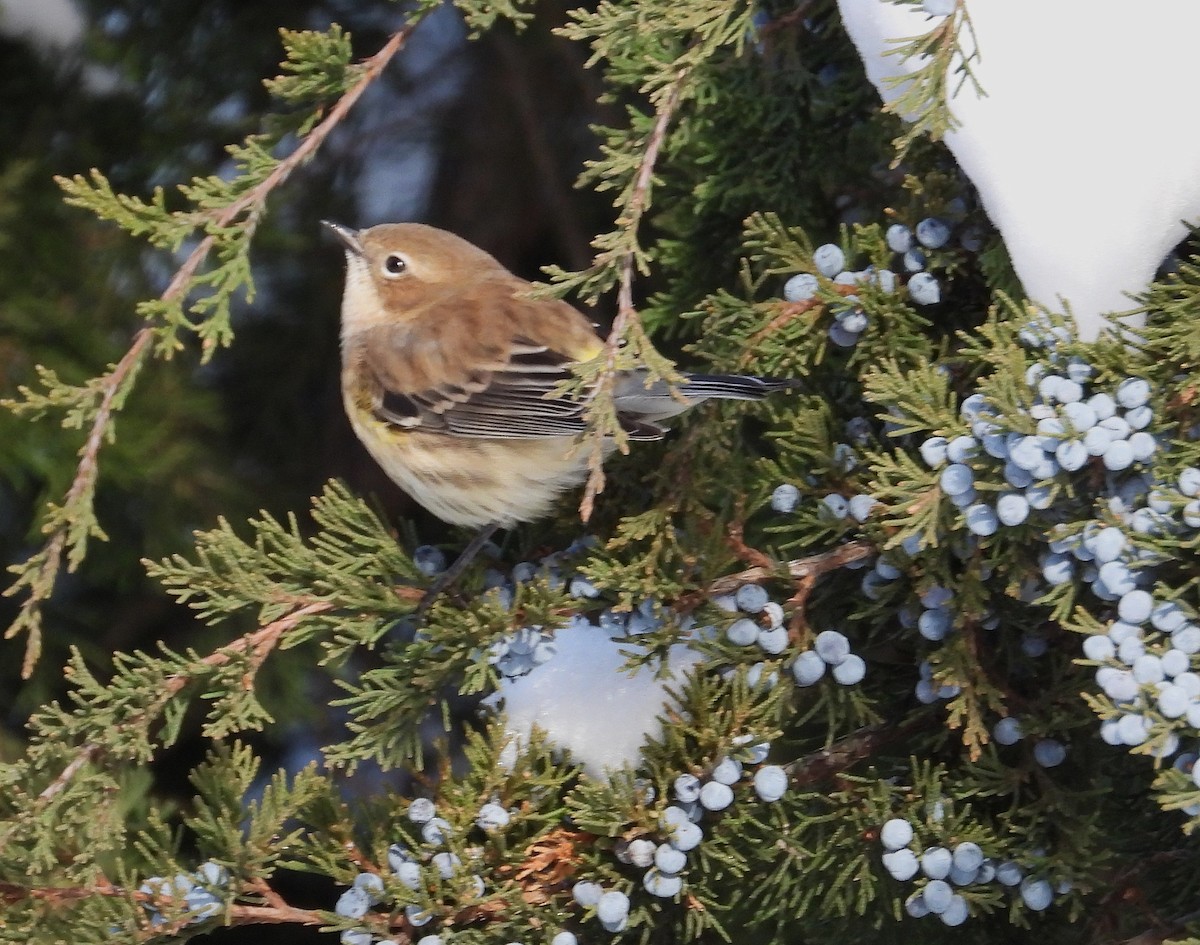 Taçlı Ötleğen - ML646492273